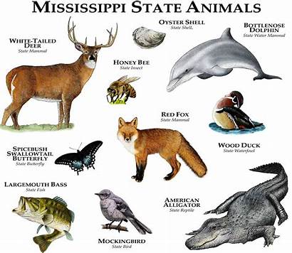 Mississippi State Animals Animal Facts Louisiana Poster