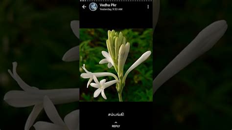 We did not find results for: traditional Flowers name in tamil - YouTube
