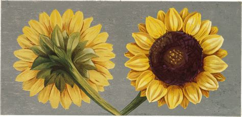 Free Vintage Sunflowers Download The Graphics Fairy