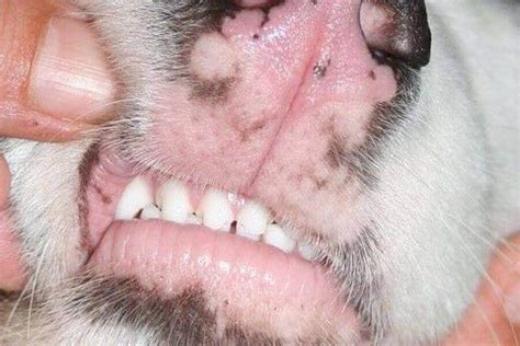 Pink Spots On Dogs Lips 11 Causes And What To Do About It