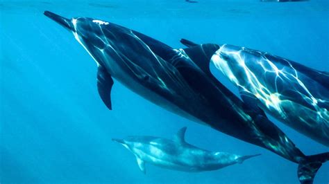 Características Del Delfín De Agua Dulce Hábitat Alimentación