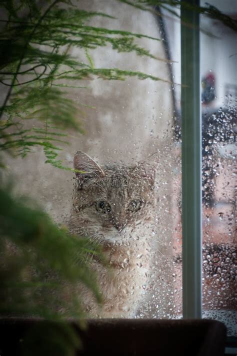 3589 Cat Looking Out Window Stock Photos Free And Royalty Free Stock