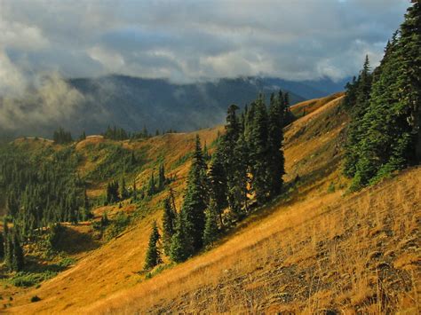 Central Pacific Northwest Coastal Forests One Earth