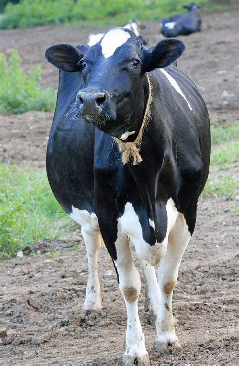 Cow Dairy Farm Animal Milk Bovine Agriculture Livestock Dairy