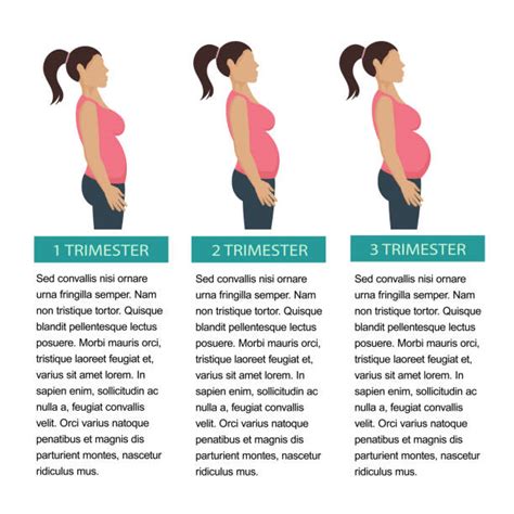 Pregnant Trimesters Illustrations Royalty Free Vector Graphics And Clip