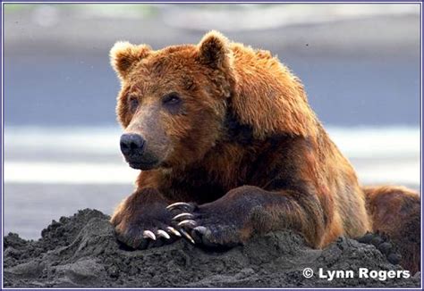 Ursus Arctos Brown Bear Grizzly Bear Brown Bear Viewing In Katmai