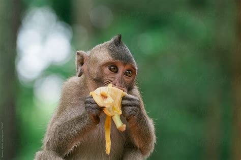 Cute Baby Monkey Eating Banana By Stocksy Contributor Rowena Naylor