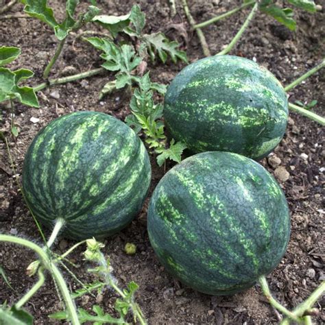 Mini Love Watermelon F1 Hybrid 70 Days Pinetree Garden Seeds