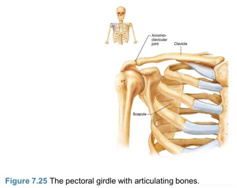 Upper Extremity Bones And Markings Flashcards Quizlet