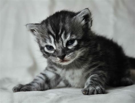 Here's a fun fact about bengals: Charcoal Bengal Cat Markings - Charcoal Bengal Cats
