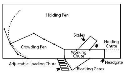 Handling Facilities For Beef Cattle The Cattle Site