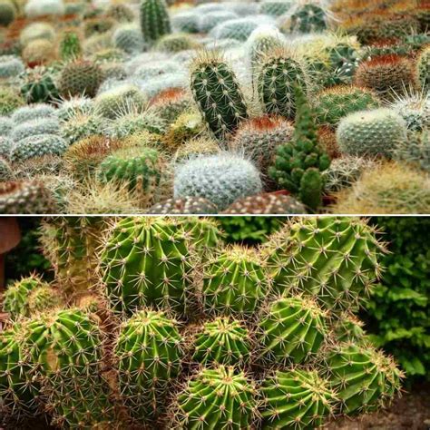 Types Of Cactus Cactus Growing Tips A Full Guide Gardening Tips