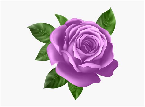 a purple rose clipart 10 free cliparts download images on clipground 2024