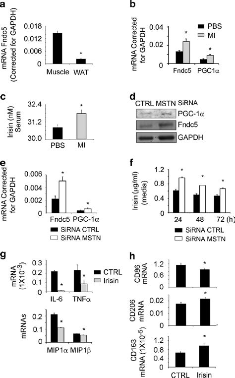 Myostatin Inhibition Increases Fndc5 Expression In Muscles Of Mice Fed
