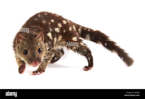 Spotted Tail Quoll Cut Out Stock Images And Pictures Alamy