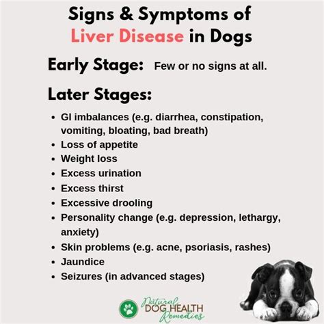 Liver Disease In Dogs Causes Symptoms And Treatment