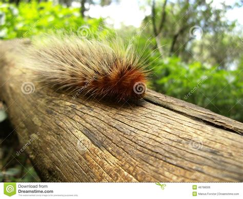 Hairy Caterpillar Of Butterfly Macrothylacia Rubi Creeping On Th