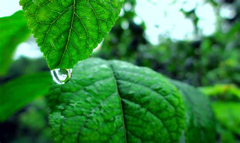 Closeup Drop Of Water Green Leaves Nature Rain Raindrop 4k