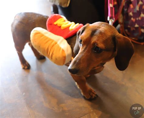 15 Photos Of Cute Sausage Dogs As Pup Up Daschund Cafe Plans Leeds