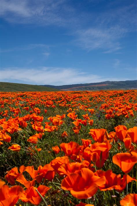Destination Of The Day Antelope Valley Poppy Fields California