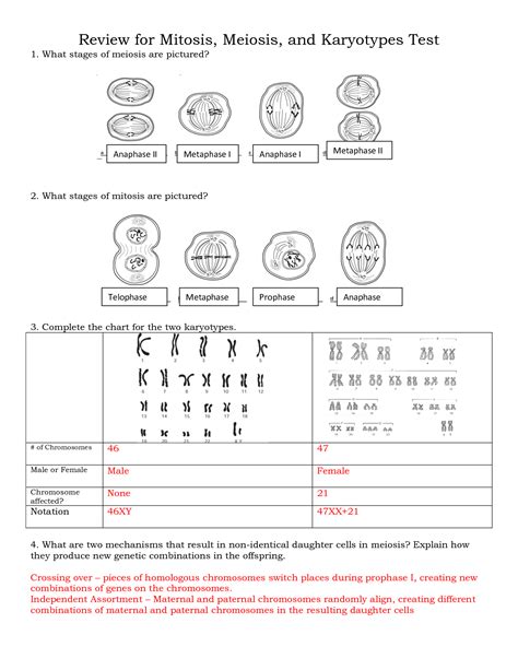 Compare meiosis in male and female germ cells, and use crossovers to increase the number of possible gamete genotypes. Www.biologycorner.com Mitosis Coloring Worksheet Answer ...