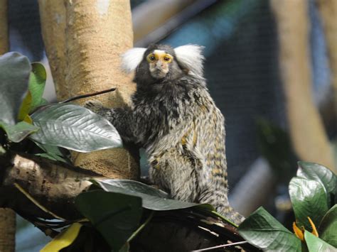 The Online Zoo White Tufted Ear Marmoset