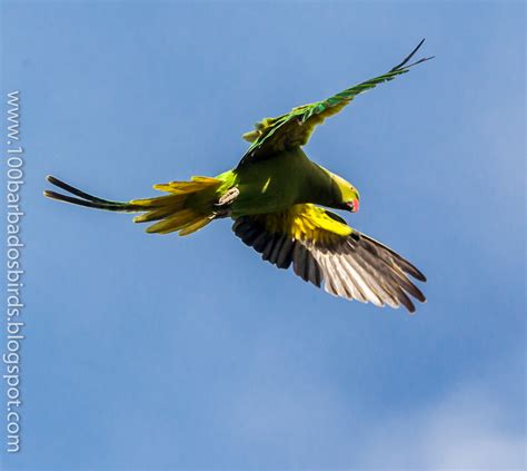 Birds Of Barbados