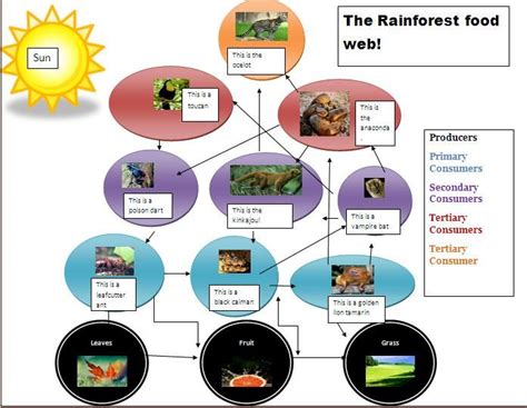 Tropical Rainforest Food Web