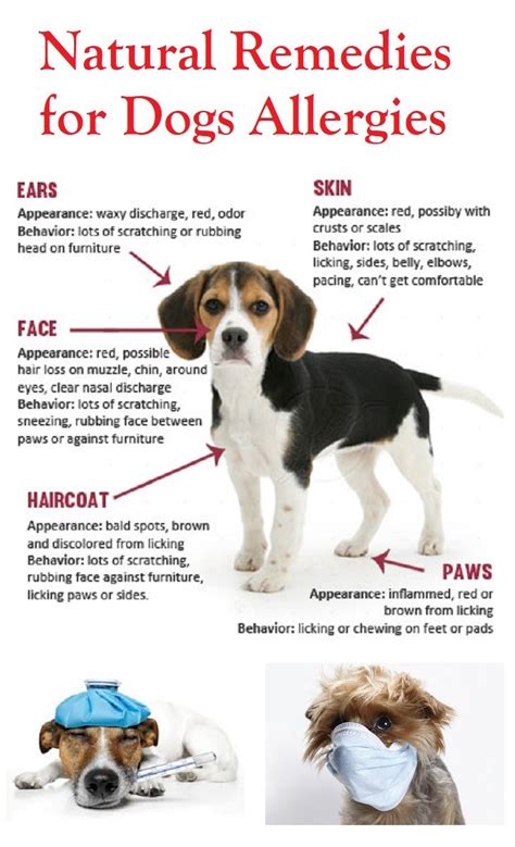 Dog Allergy Remedies Dog Allergies Dog Allergies Remedies Meds For Dogs