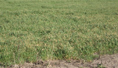 Fertilizer Herbicide Applications In Dryland Wheat Can Cause Leaf