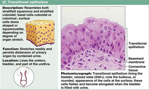 Transitional Epithelium Is Found Slide Share