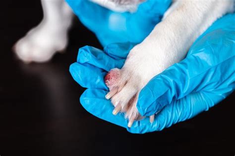 Pododermatitis In Dogs Causes Symptoms And Treatment With Photos