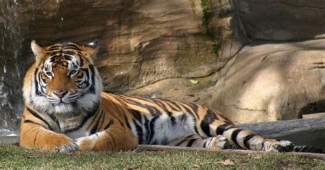 Animals Wallpapers | The Top Desktop HD Wallpapers