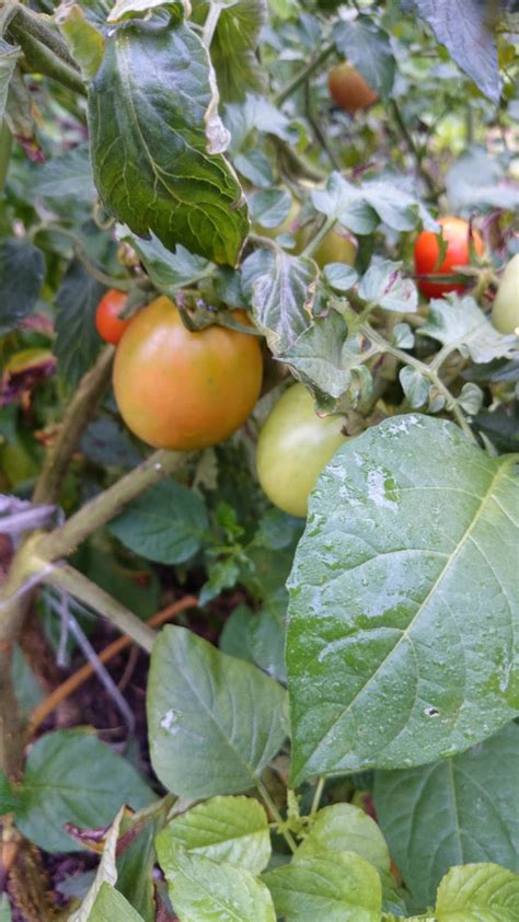 Tomat ceri adalah tomat berukuran kecil yang bisa tumbuh dengan cepat, matang lebih awal, dan tuang media tanam ke dalam pot. TOMATO: PANDUAN MENANAM TOMATO - Rangkuman Cara Bertanam ...