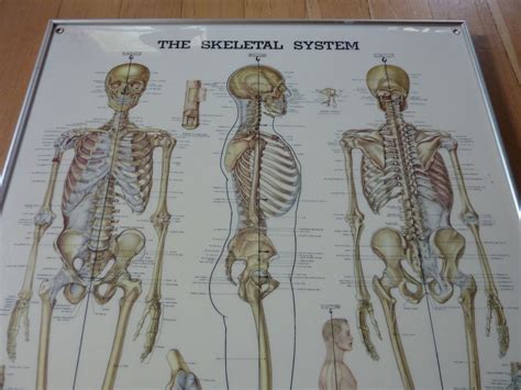 Vintage Anatomical Chart The Skeletal System By Floydjonesvintage