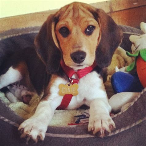 Male and female tri colour beagles available for new homes now. Tri-color Beagle puppy | Beagle puppy, Puppies, Tri color