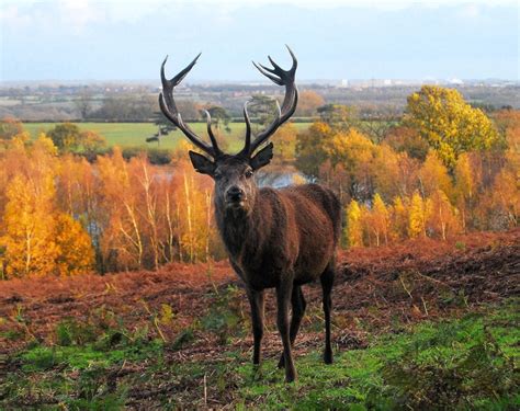 Red Deer Stag Bradgate Park Leicestershire By Kevin Tebbutt At