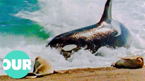 The Life Of Captive Killer Whales In The 1980s Wildlife Documentary