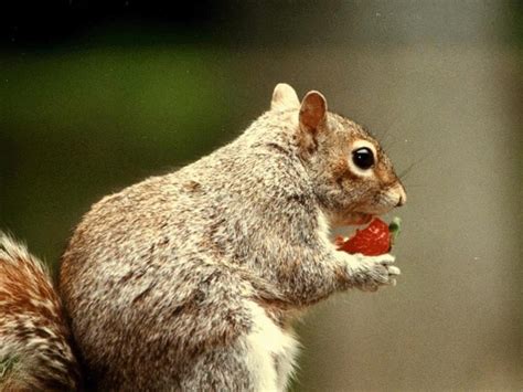 What Do Squirrels Eat What Our Furry Little Friends Find Tasty