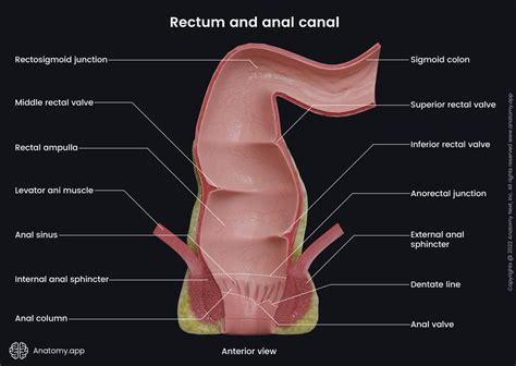 Rectum Encyclopedia Anatomyapp Learn Anatomy 3d Models Articles And Quizzes