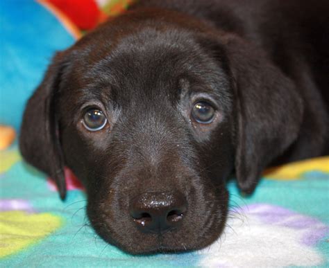 Available For Adoption 7 Week Old Lab Mix Named Aladdin