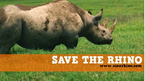 Petition · Help Save The Rhino`s ·