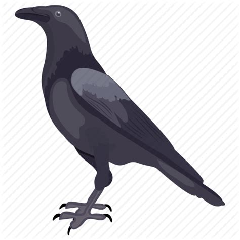 Bird Crow Fish Crow Raven Beak Raven American Crow Rook New Caledonian Crow Blackbird Crow Like