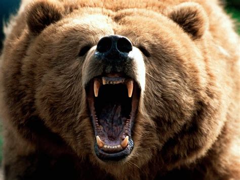 Animals Bear Angry Brown Bear Wallpaper Crossfit Invasion