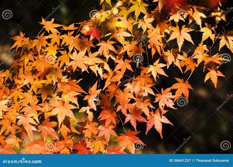 Beautiful Orange Maple Stock Image Image Of Leaf Autumn 36661237