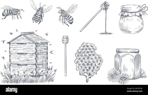 Honey Bees Engraving Hand Drawn Beekeeping Vintage Honey Farm And