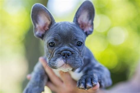 How Much Do French Bull Dogs Cost Keepingdog