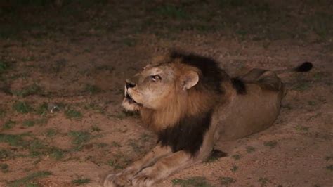 Lions Roar In Kruger National Park South Africa Youtube