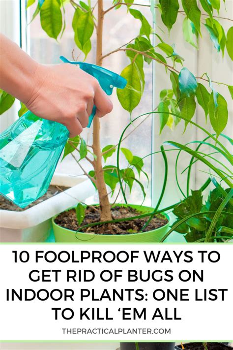 how to get rid of bugs on your indoor plants your complete guide the practical planter
