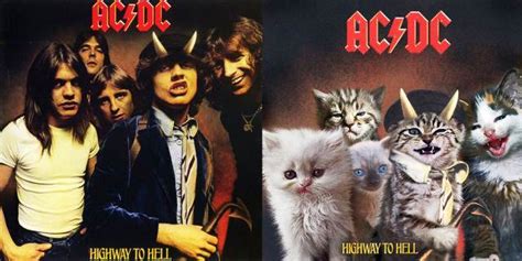 The Bizarrely Awesome Kitten Covers